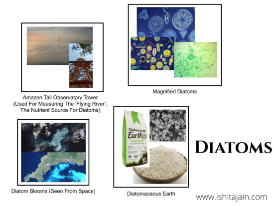 Post #25:  Should Diatomaceous Earth Be Sold In  The Market? Why?                                                                                  -An Analysis On The Vast Species Diatoms