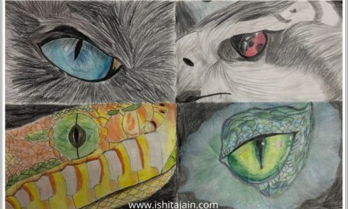 Animal Eyes Art